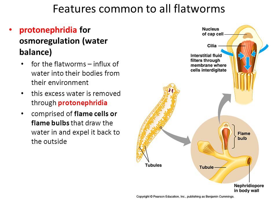 Platyhelminthes emésztőrendszer típusú. Laposférgek – Wikipédia